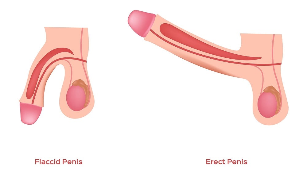 I Exposed My Erect Penis To One Of My Female Employees Shirt 8 Erect penis